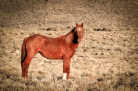 Wild Mustangs of San Luis Valley Colorado